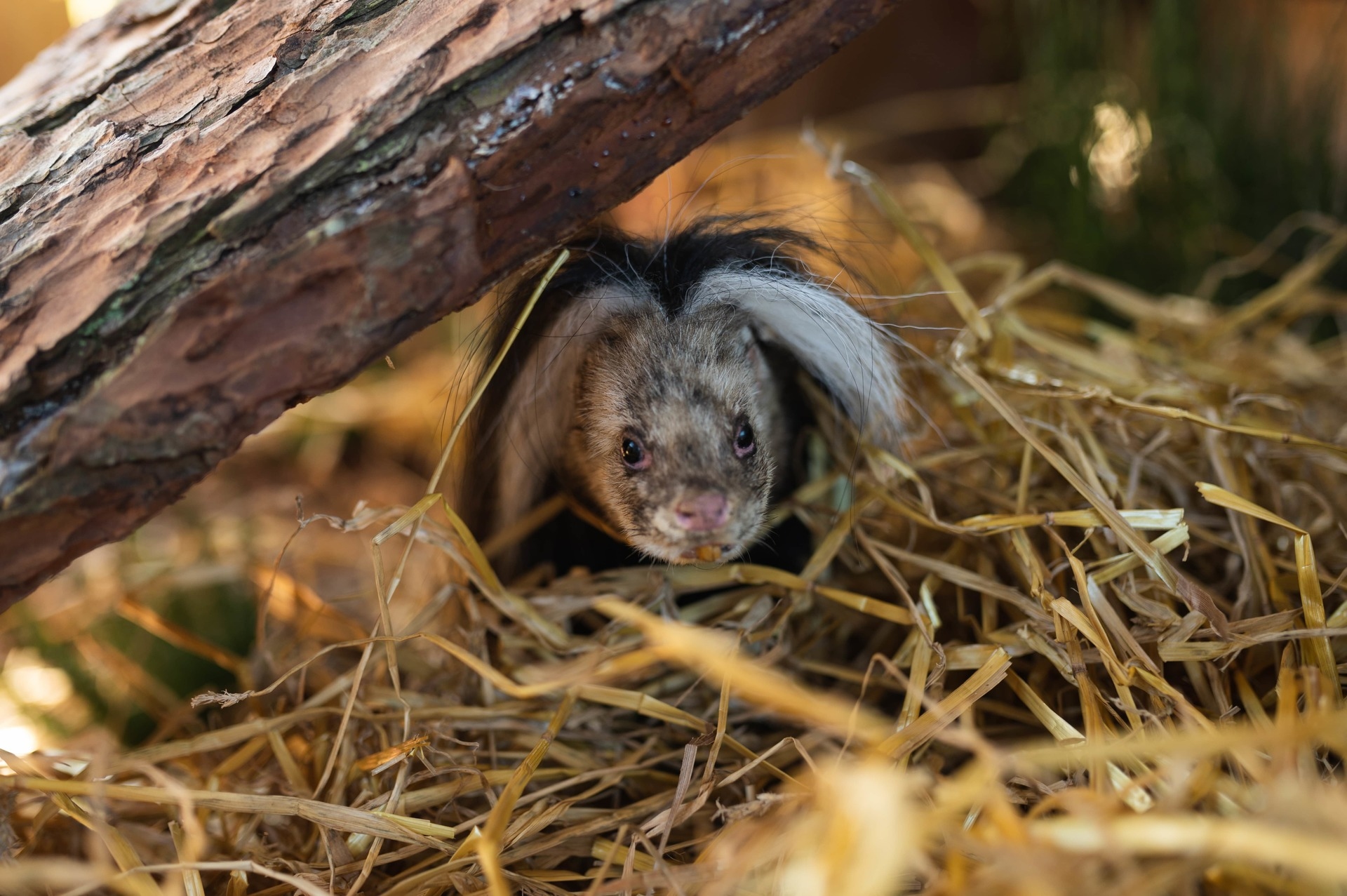 A live haggis.