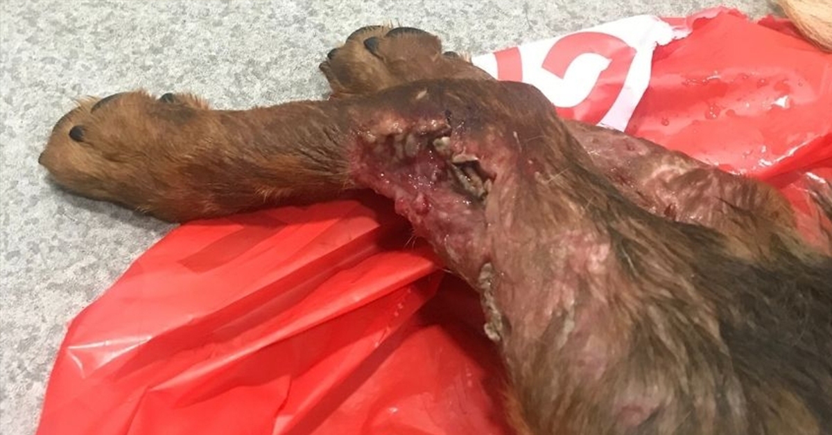 The Rottweiler German Shepherd cross' wounds left her in 'excruciating' suffering.