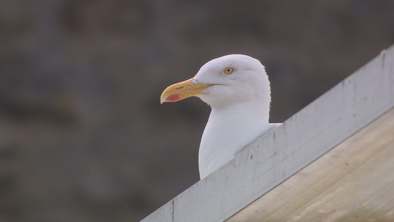 Calls to protect seagull population as they flee natural habitat for urban areas