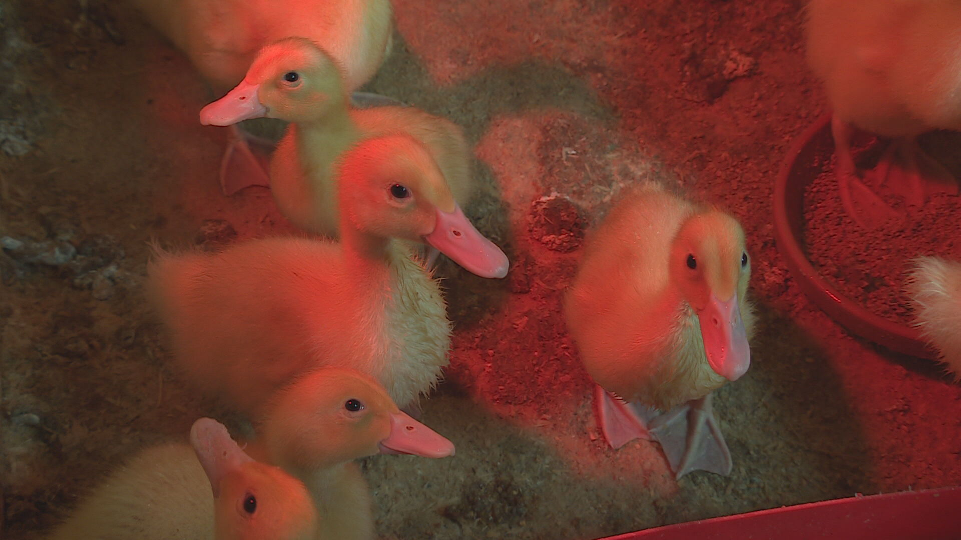 Easter chicks are on display. 