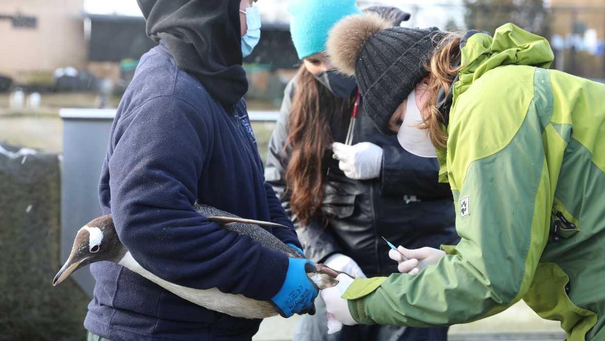 Check-up: The birds received a clean bill of health.