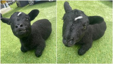 Oreo the lamb born with deformed front legs taken in by Five Sisters Zoo in West Lothian