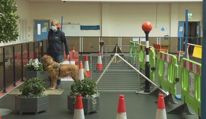 Guide dogs are put through their paces at the training centre in Forfar.