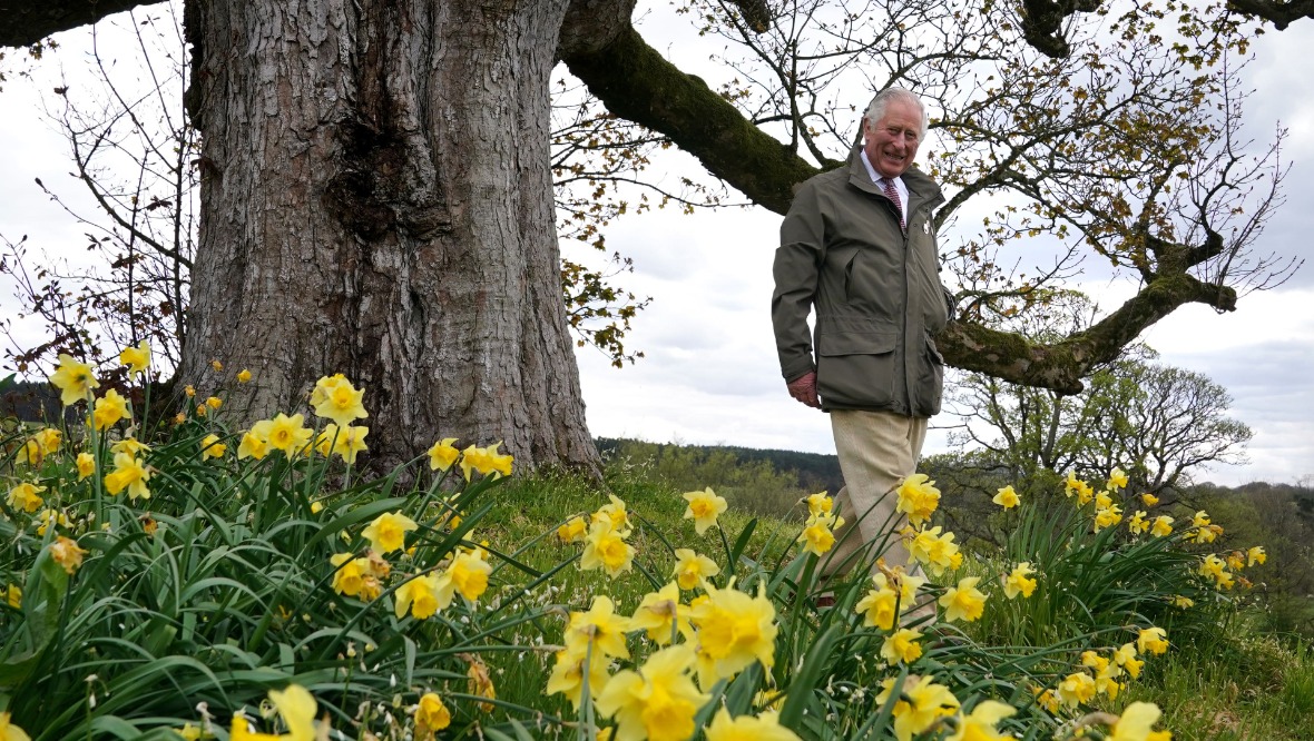Charles calls for ancient woods to be replenished as new project marks Queen’s Platinum Jubilee