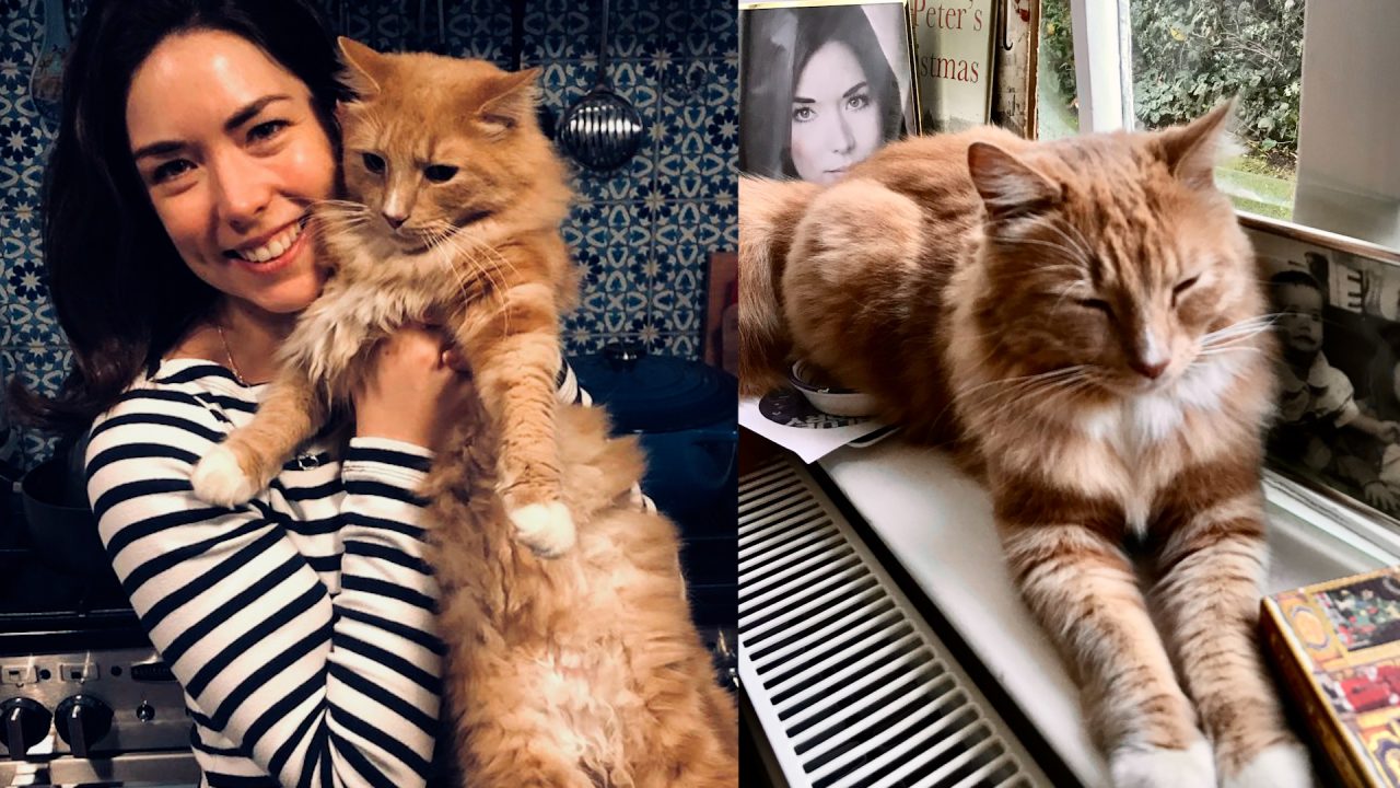 Opera actress starts petition after her beloved cat was hit by a car in London