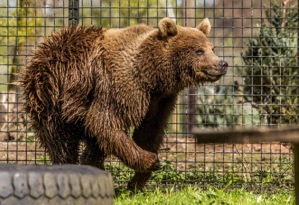 Bear rescued from wooden hut in Russia makes new life in Five Sisters Zoo in West Lothian