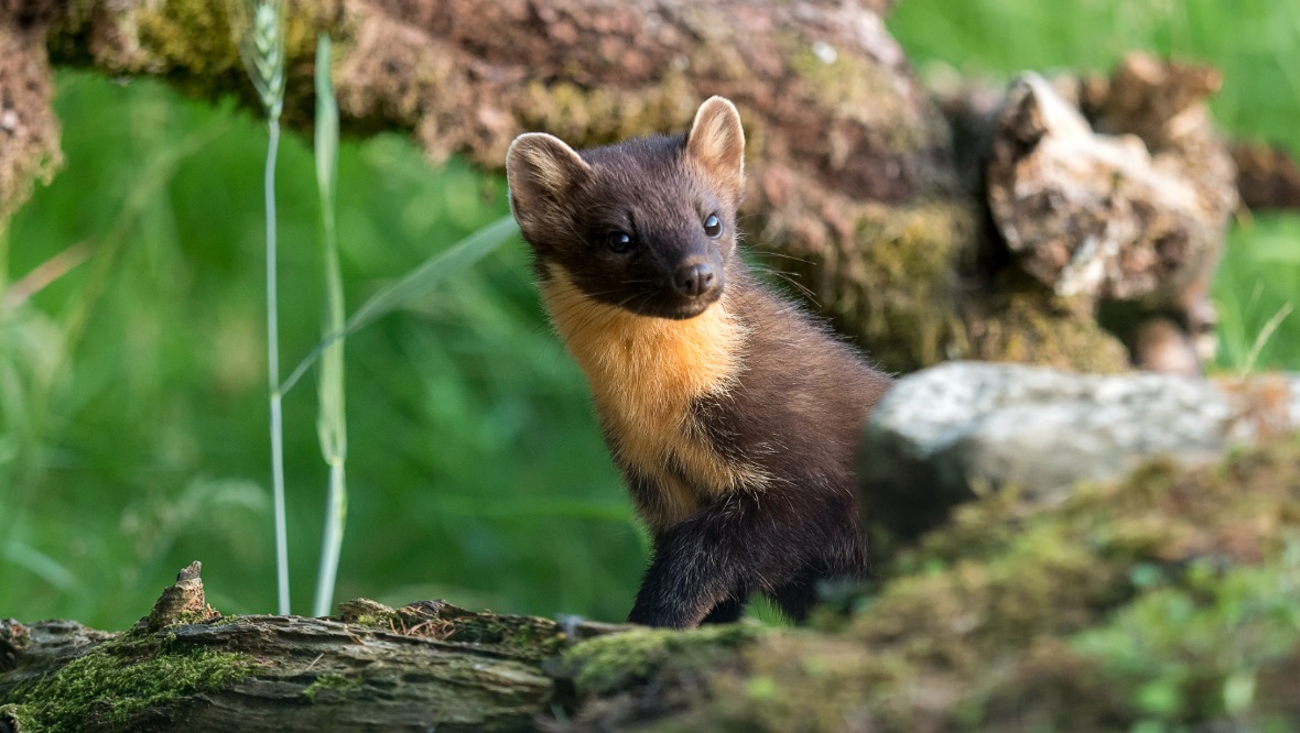 Pine martens drafted in to fight grey squirrel incursion in Scotland