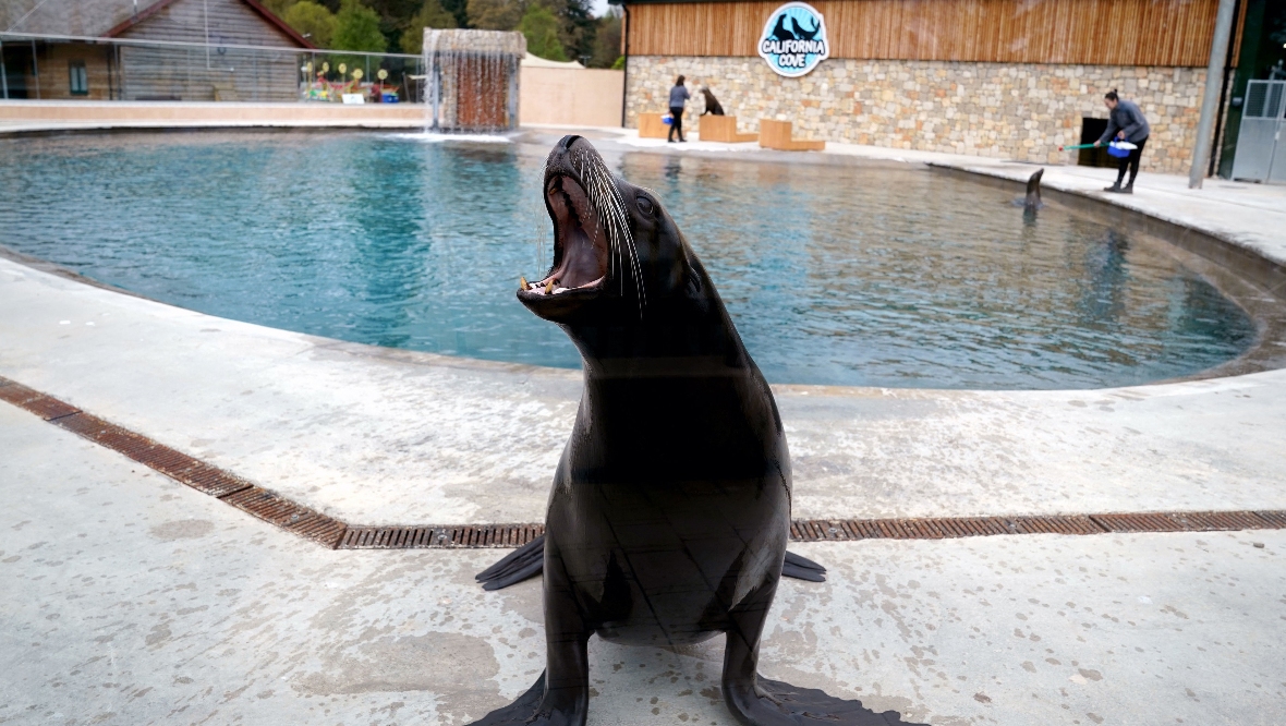 Blair Drummond Safari Park reveals upgrade to home for resident sea lions