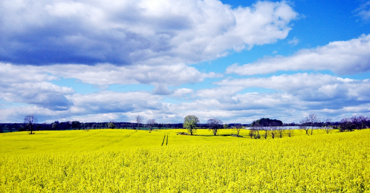 Rapeseed fields in Angus.