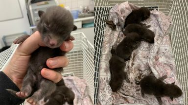 Orphaned fox cubs rescued from portacabin after mum killed in crash