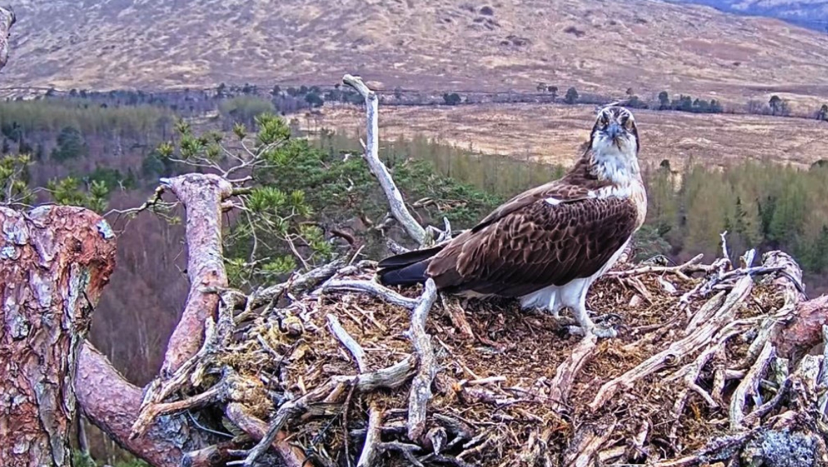 Osprey who became viral lockdown sensation lays first egg of 2023 at Loch Arkaig reserve