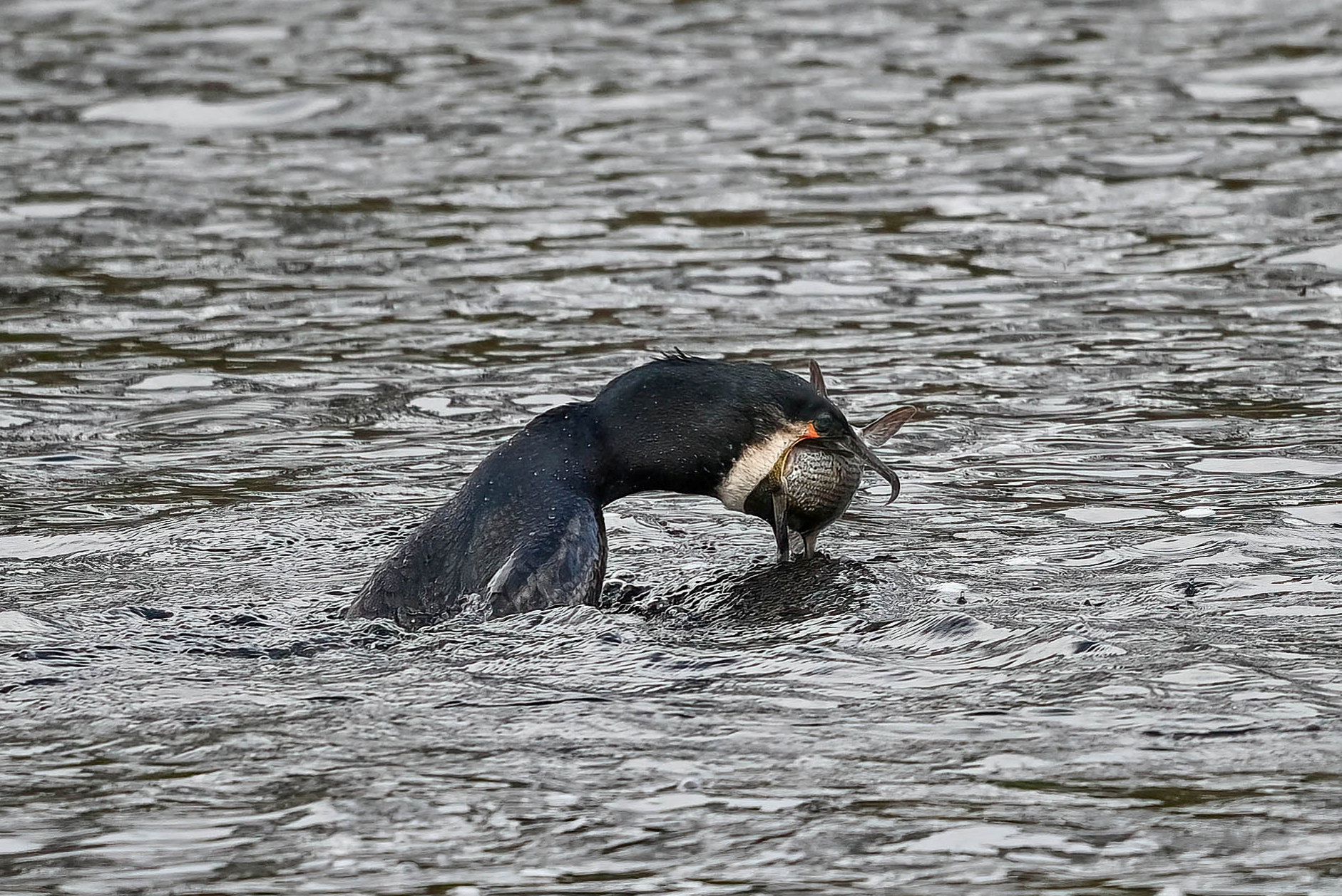 These amazing pictures show the moment a cormorant wrestled with a huge fish.