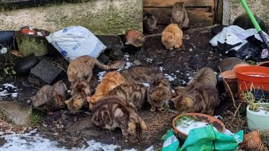 More than 30 cats found in Western Isles house following death of owner