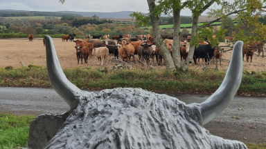 Highland Coo comes to the rescue in tough times for charity