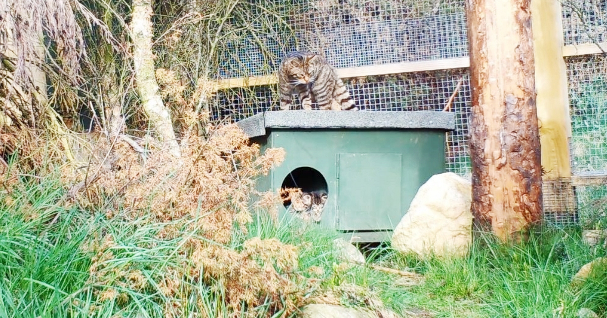 To keep human disturbance to a minimum, only remote cameras are able to film the wildcats at the centre.