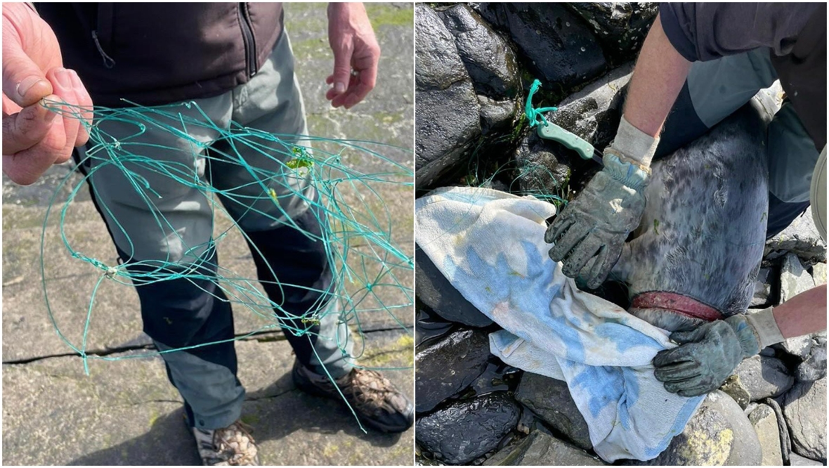 The medics found monofilament netting tangled around the seal's neck, cutting into the flesh. 