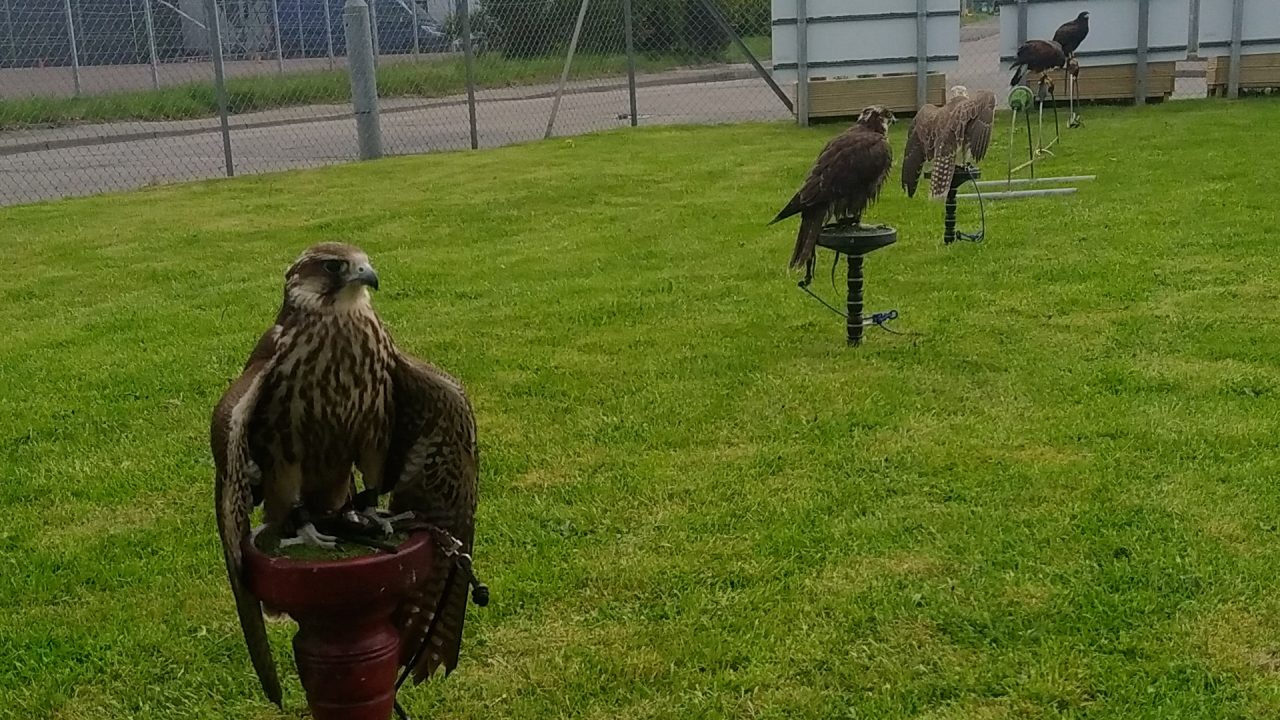 Falcons and hawks ‘hired’ to keep seagulls away from recycling centre in Inverness
