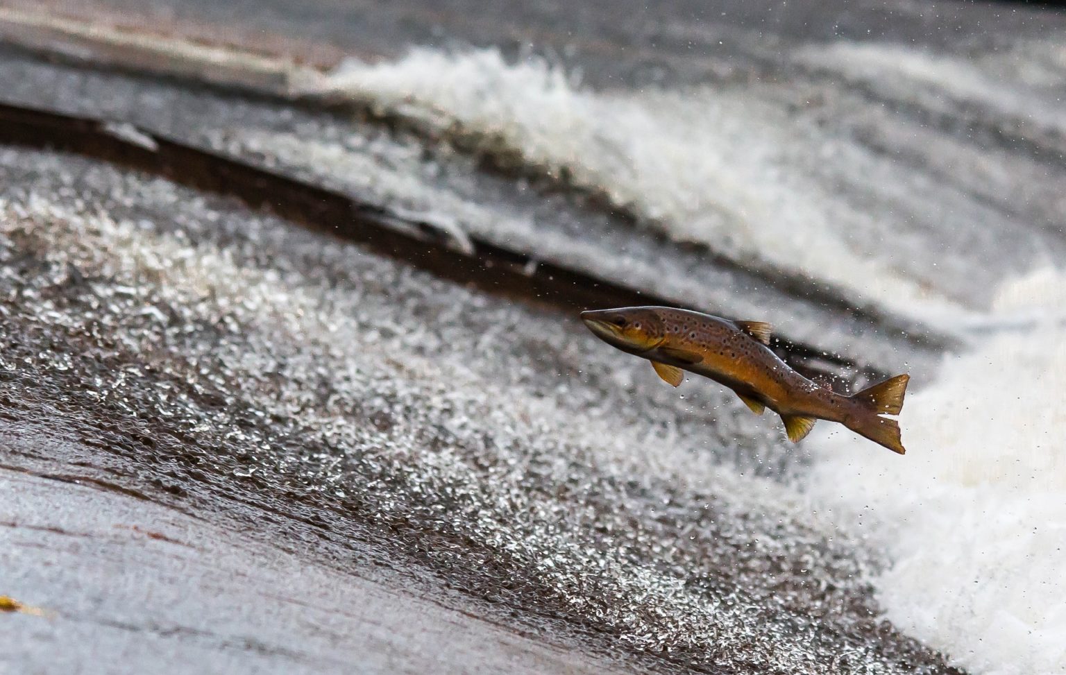 Scientists and river managers are working to increase salmon numbers (Pixabay)