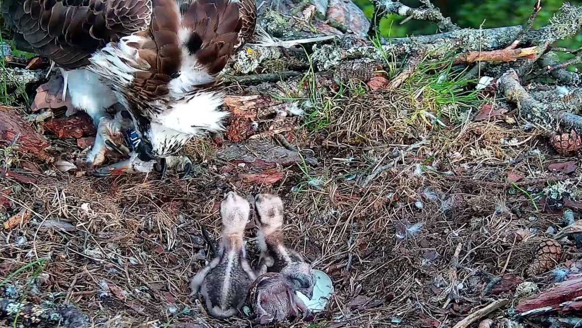 Female osprey NC0’s last chick of the season hatches at Loch of the Lowes wildlife reserve