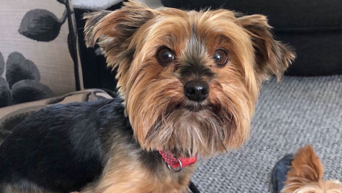 Junior the Yorkshire Terrier was in critical condition in ICU following the attack in Pitlochry. 