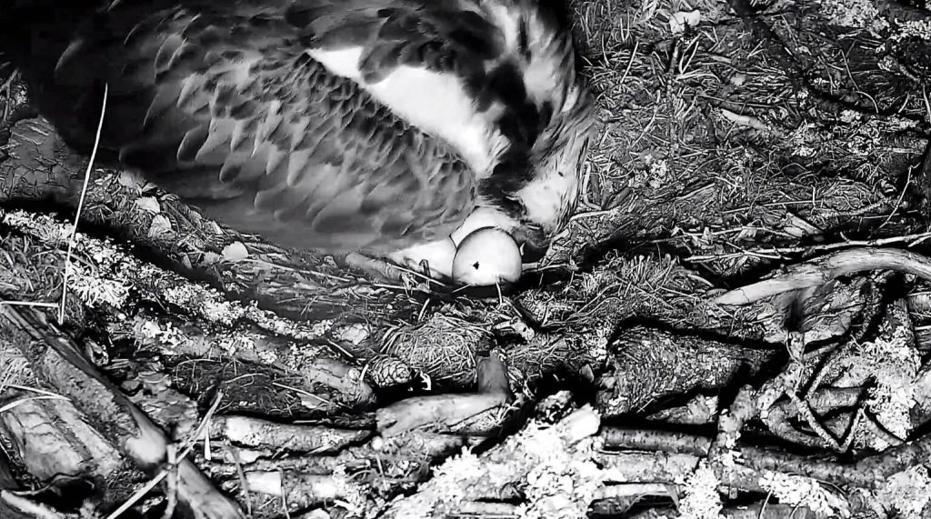 Female Osprey Nc0s First Chick Of The Season Hatches At Loch Of The Lowes Wildlife Reserve