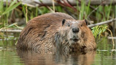 Official figures show 87 beavers culled last year in Scotland