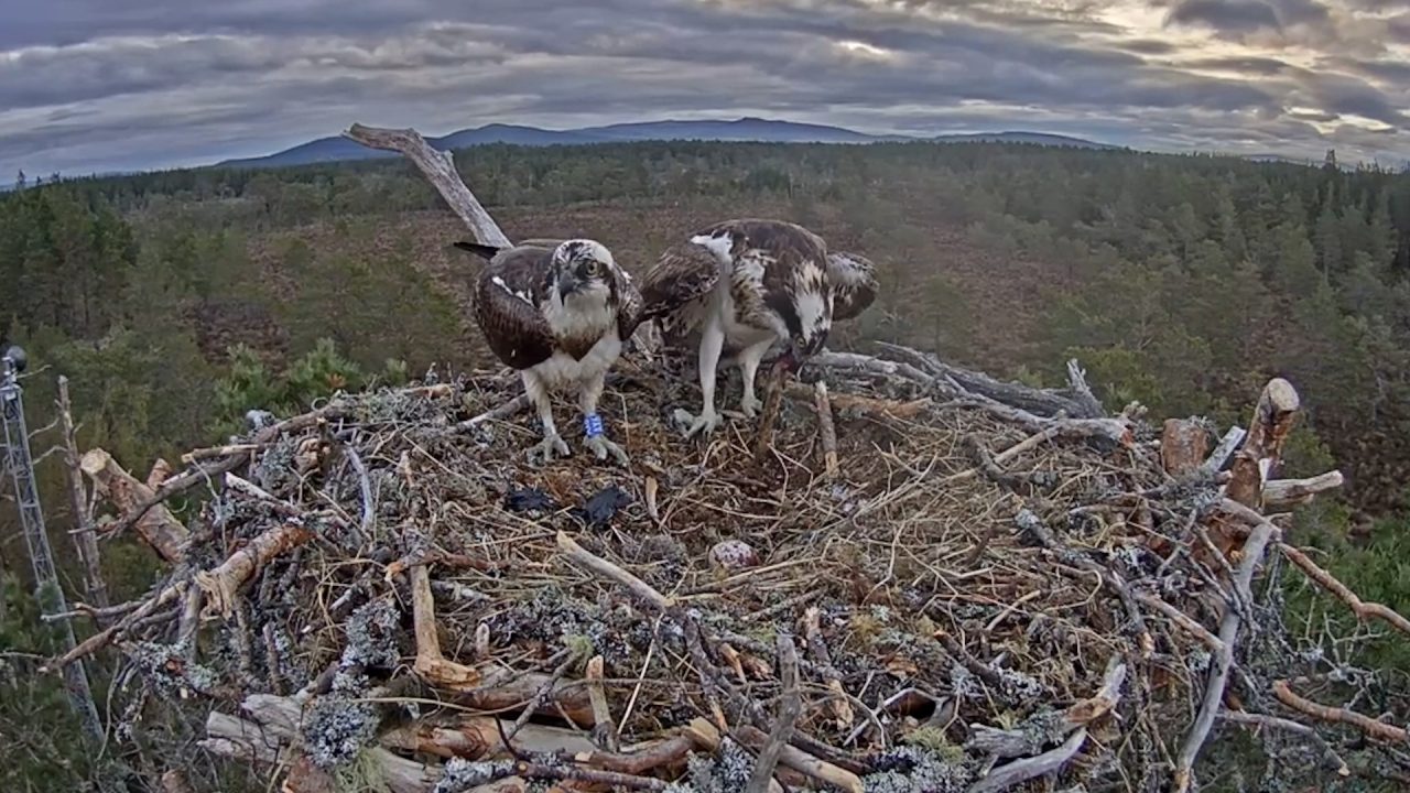 Osprey Lays Egg At Rspbs Abernethy Reserve For The First Time In Four Years Stv News