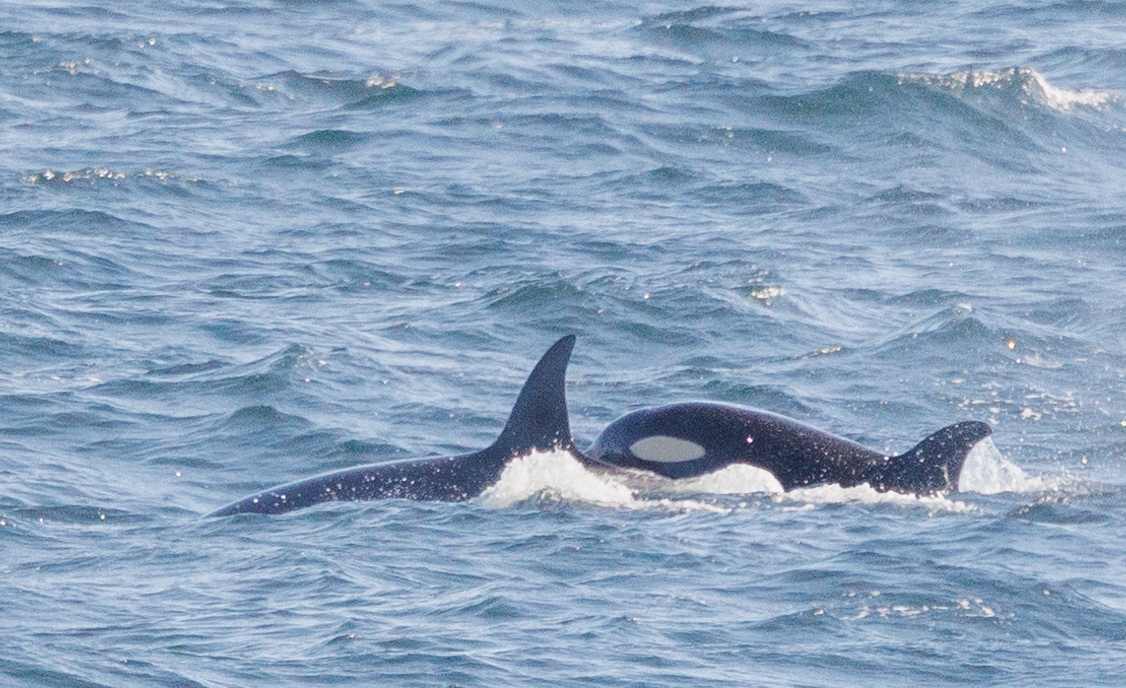 The pods travel down to Scottish waters from Iceland around mid-April.