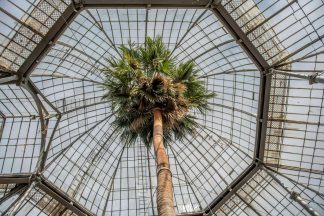 Scotland’s oldest palm tree a ‘botanical enigma’ after being wrongly identified for 200 years