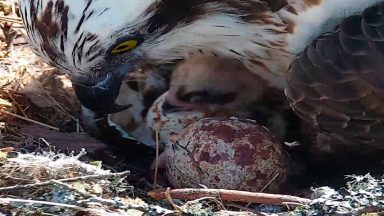 Female osprey NC0’s first chick of the season hatches at Loch of the Lowes wildlife reserve
