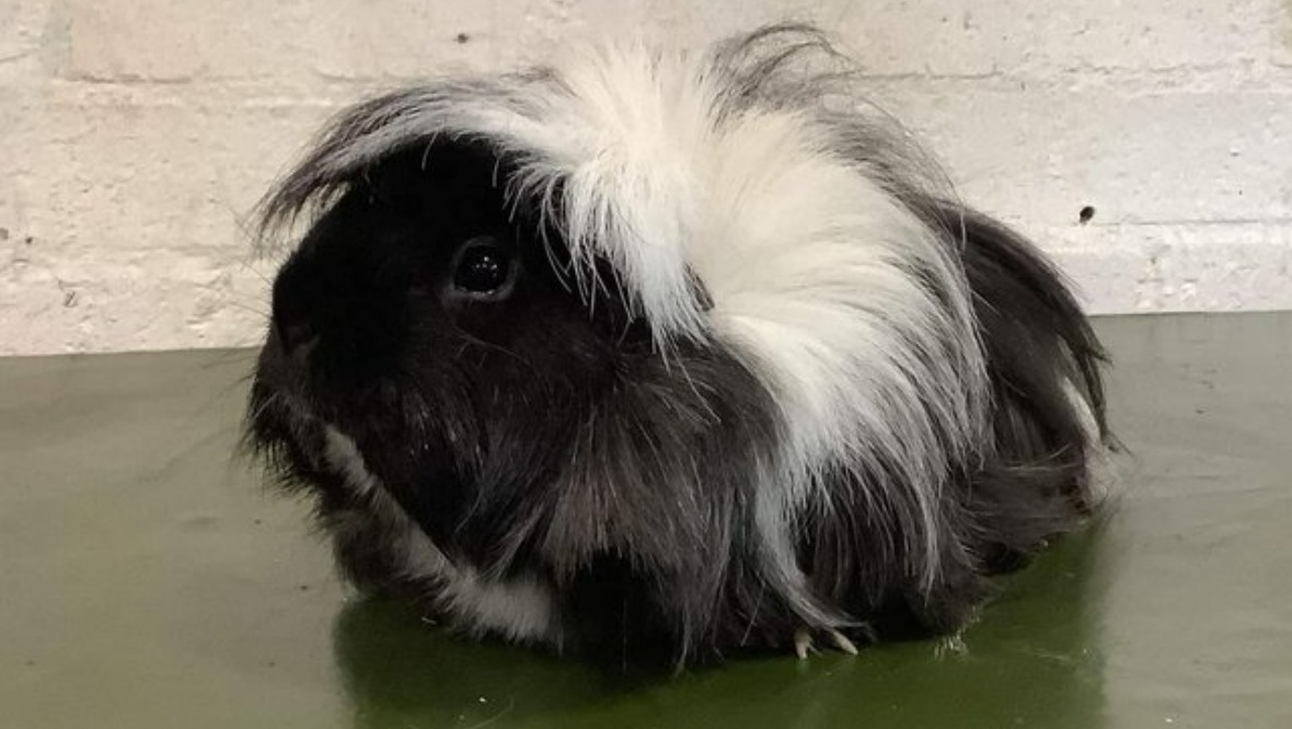Guinea pig remains missing after five animals stolen from LOVE Gorgie Farm in Edinburgh