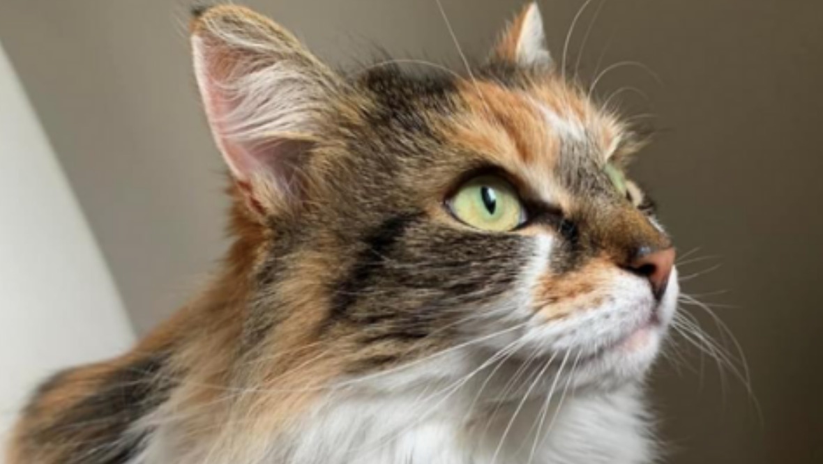 Scottish SPCA appeal for information after receiving reports of pet cats being shaved in Alloa