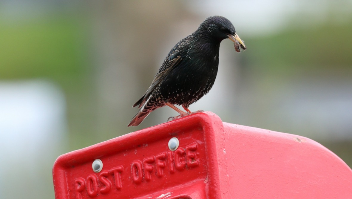 ‘Don’t blame the postie’: Clashnessie post box out of use as starlings make nest inside