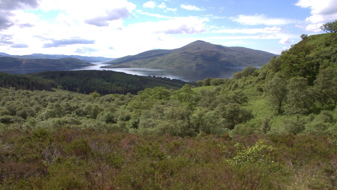 Coille Mhòr at Balmacara 