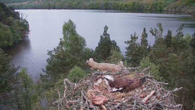 Perthshire wildlife centre eagerly await arrival of Osprey chicks