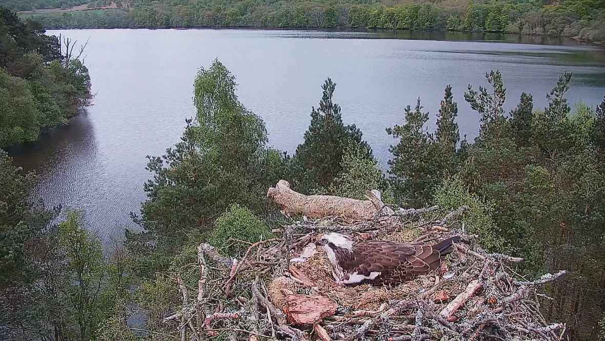 Staff at a Perthshire wildlife centre have their eyes peeled as they await the arrival of some Osprey chicks.Three eggs were laid at Loch of the Lowes near Dunkeld five weeks ago.