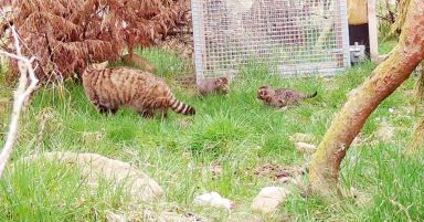 First wildcat kittens destined to be set free in the Cairngorms National Park born in Scotland