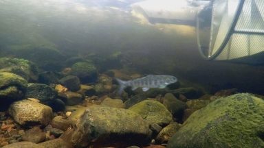 Race to save Atlantic salmon from extinction picks up speed