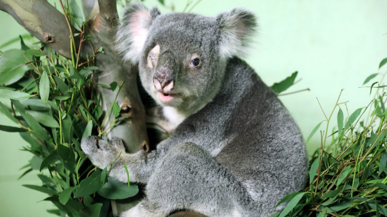Queensland koala dies at Edinburgh zoo following health problems 