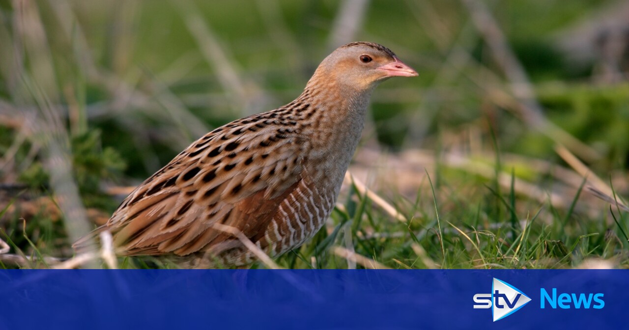 Two charged after rare corncrake eggs destroyed at Durness breeding site in Sutherland STV News