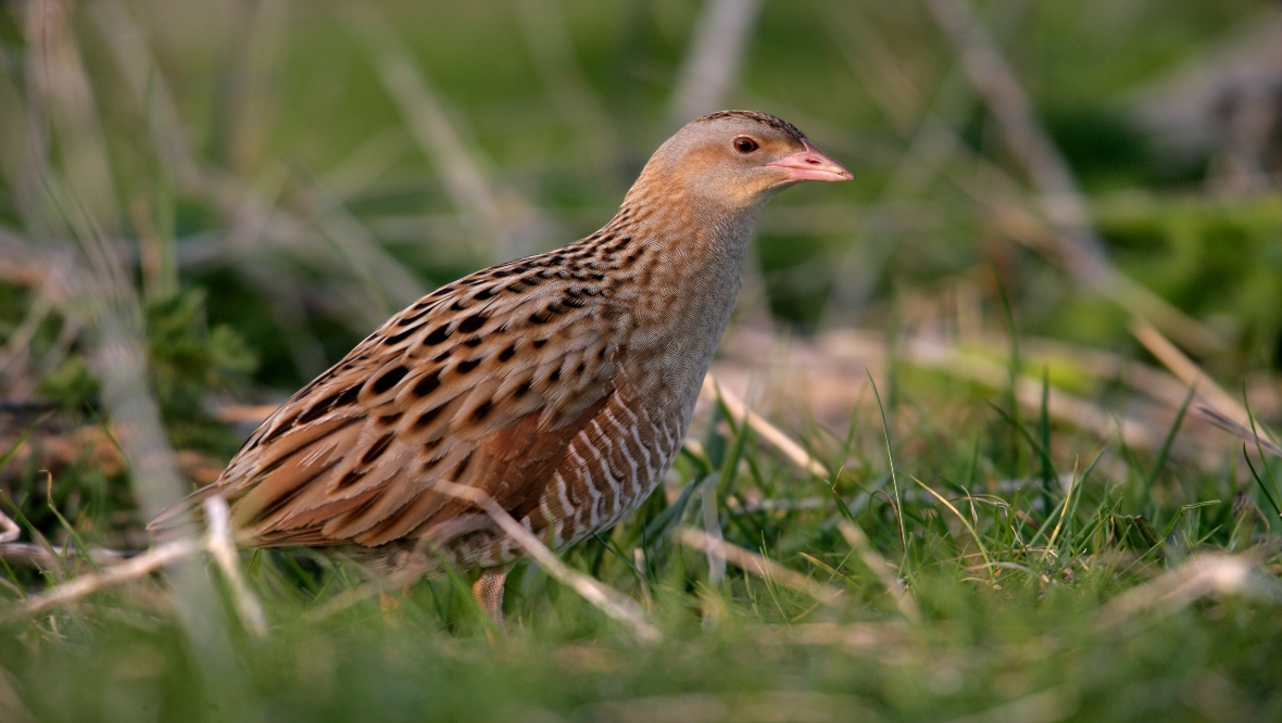Two charged after rare corncrake eggs destroyed at Durness breeding site in Sutherland