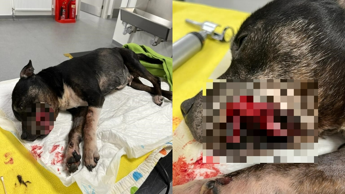Appeal to find owner of dog found sick in Paisley street