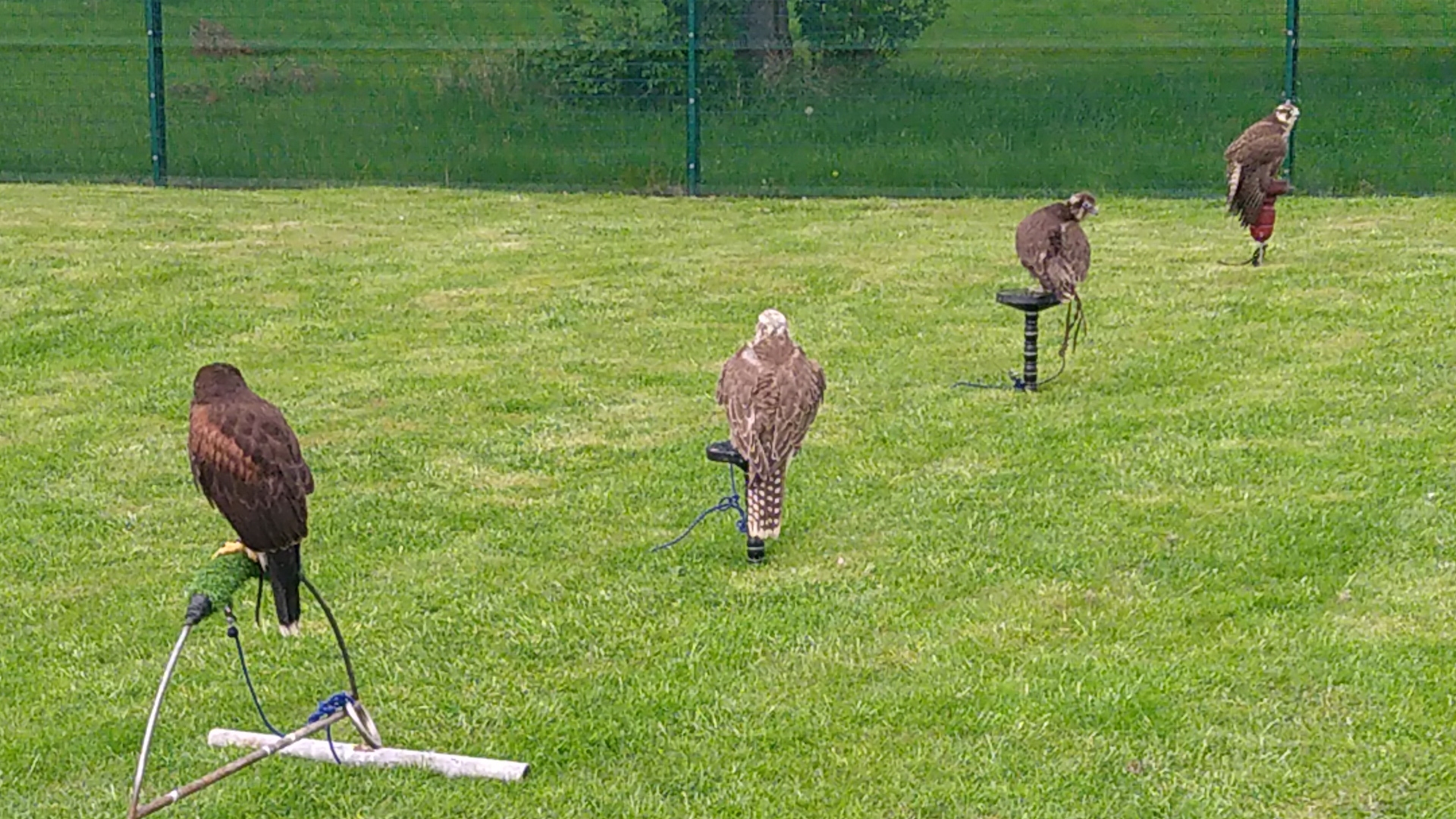 The birds can usually be found resting on perches at the site boundary fence.