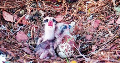 Female osprey NC0’s second chick of the season hatches at Loch of the Lowes wildlife reserve