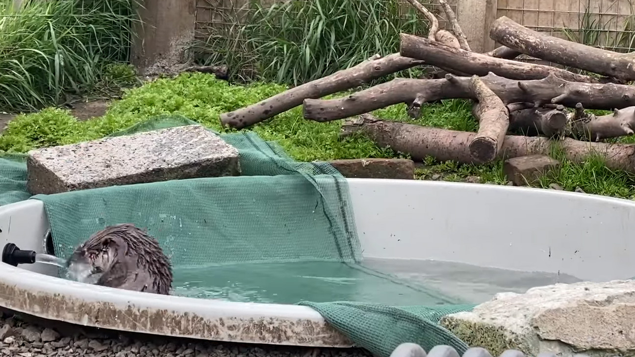 Luna finally goes for a dip after weeks of avoiding water.