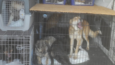 Pet food and medical supplies from Aberdeen sent to help animals caught up in war in Ukraine