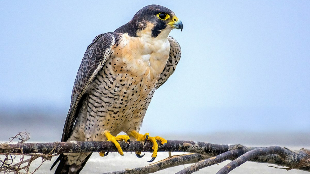 Glasgow University Gilbert Scott Building tower restricts access as two peregrine falcons found nesting
