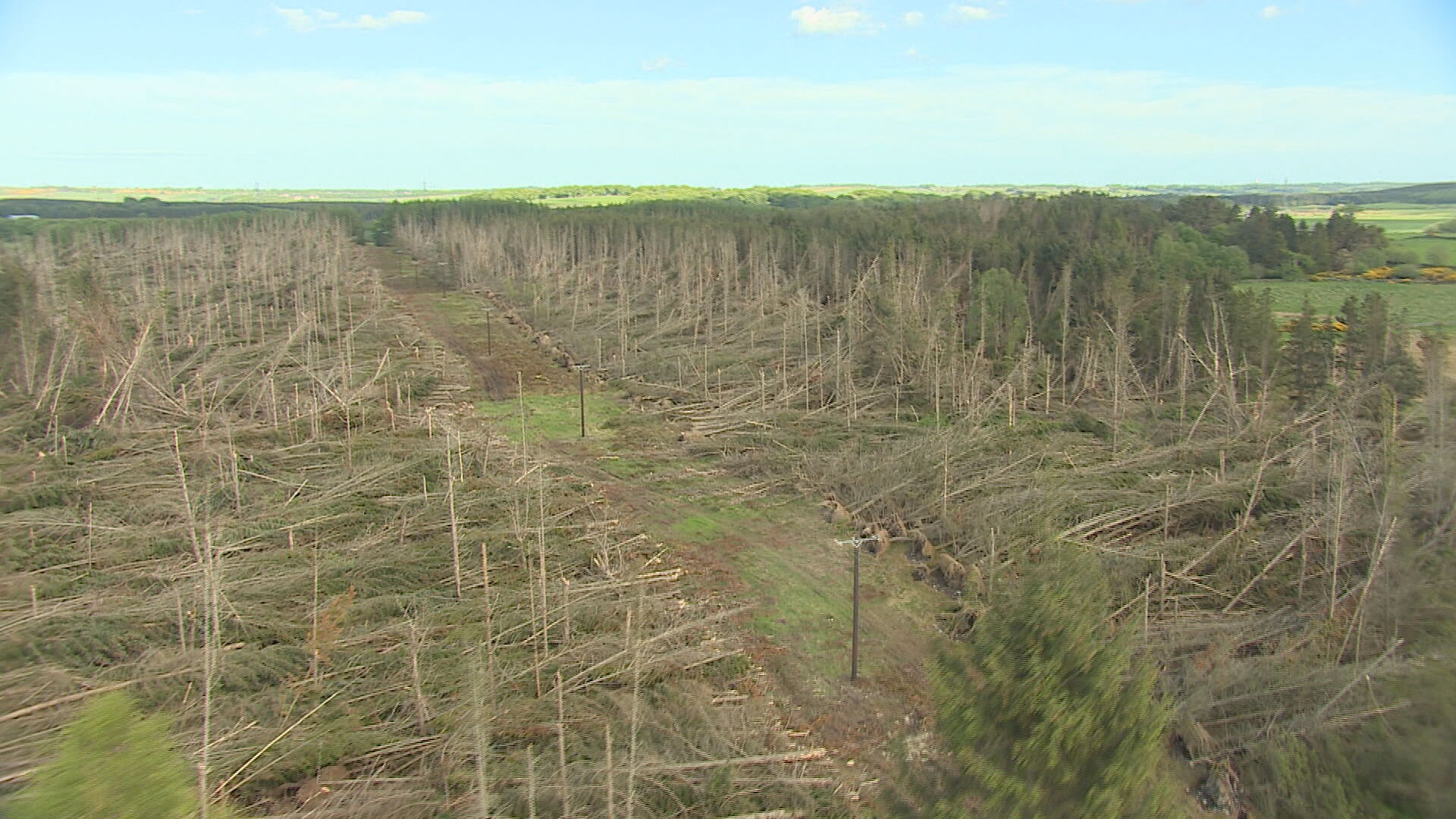An aerial view of the damage caused to trees.