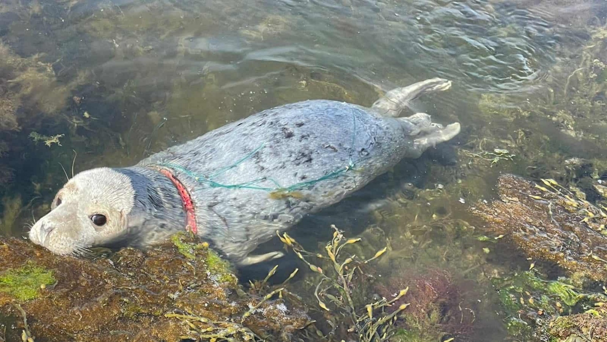 Seal pup with nets wrapped around neck in Orkney saved by British Diving Marine Life Rescue