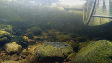 Race to save Atlantic salmon from extinction gathering pace